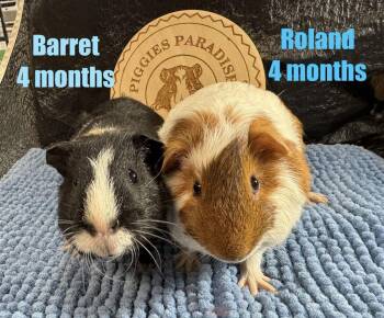 Rescue Short Haired Guinea Pigs for Adoption in Red Oak, Iowa - Barret & Roland | PetCurious